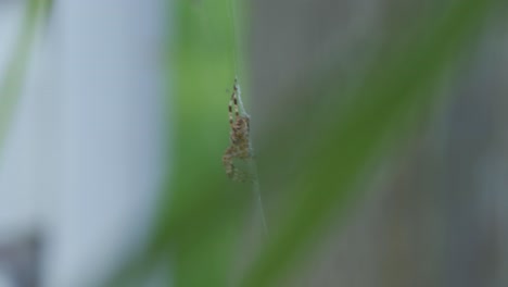 Closeup-Shot-Of-A-Cross-Orbweaver-Spider,-Hanging-On-A-Web-Outdoors-In-Summer