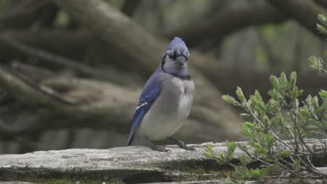 Blue-Jay-with-gorgeous-horn-perched-on-a-tree-branch-looking-around,-slow-mo-close-up