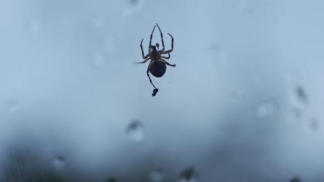 Macro-Shot-Of-A-Spider-Moving-On-A-Web-Carrying-Food-In-Its-Legs