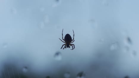 Nahaufnahmedetail-Einer-Isolierten-Spinne,-Die-An-Einem-Spinnennetz-In-Einem-Fenster-Hängt