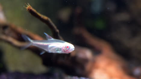 Albino-Glowlight-Tetra-gulps-water-in-front-of-submerged-wood