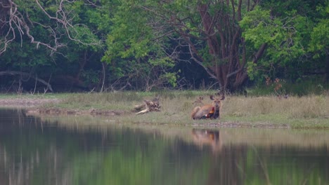 Sambar-Deer,-Rusa-unicolor-and-a-Junglefowl,-Gallus,-feeding-on-the-pests-living-on-the-body-of-the-deer,-Phu-Khiao-Wildlife-Sanctuary,-Thailand