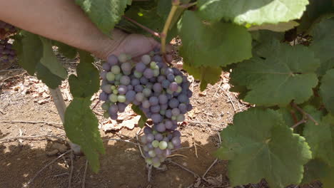 Farmer's-Hand-Holding-A-Bunch-Of-Grapes-Growing-On-Vines-During-Daytime