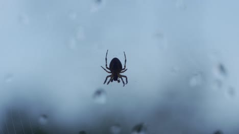 Isolated-Silhouette-Of-A-Spider-Moving-Slowly,-Hanging-From-A-Web