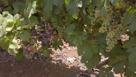 Grapes-Growing-On-A-Vine-In-The-Wine-Vineyard-Ready-For-Harvest
