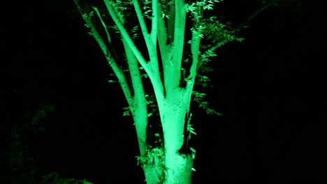 A-tilt-shot-of-a-tree-lit-with-green-light-against-a-dark-background-at-night