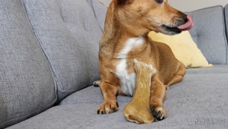 brown-dog-chewing-on-a-massive-bone-that-is-almost-the-same-size-as-her,-the-cute-dog-is-a-mix-between-a-chihuahua-and-a-jack-Russel,-very-motivated-dog-trying-to-enjoy-her-massive-bone