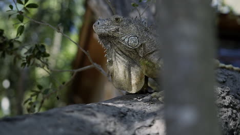 Tracking-shot-of-green-iguana-sitting-in-tree-branch-on-beach,-slow-motion