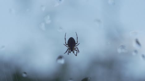 Macro-Shot-Of-Spider-Hanging-From-A-Web-Near-A-Window-On-A-Wet-Day