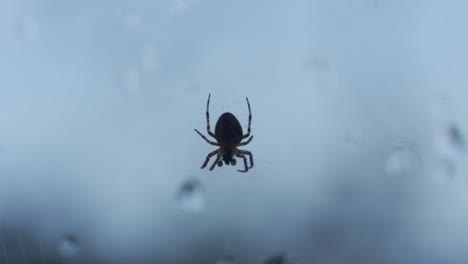 Zomming-Shot-Of-A-Isolated-Backyard-Spider,-Legs-Moving-In-Slow-Motion