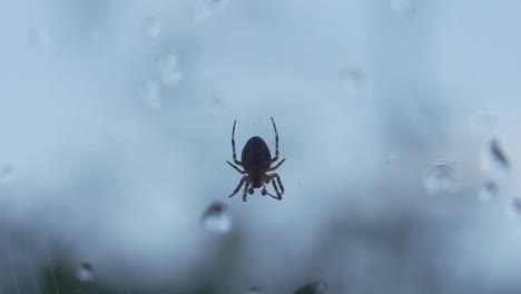 Macro-Shot-Of-Small-Cross-Orbweaver-Spider-Moving-In-Slow-Motion