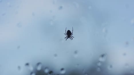 Silhouette-Of-A-Small-Spider-Hanging-Upside-Down