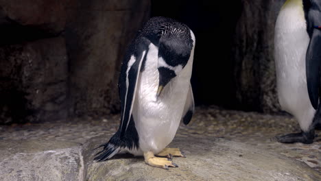 Gentoo-Penguin-With-Wet-Feathers-Grooming-Itself-At-The-Umino-Mori-Aquarium-In-Sendai,-Japan