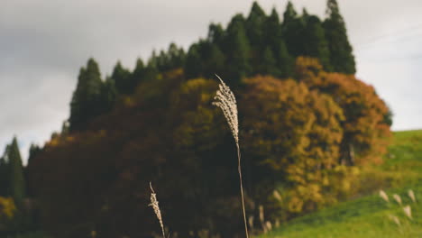 Tall-Feather-Grass-Against-Bokeh-Autumnal-Foliage-At-Zao-Mountains-In-Japan