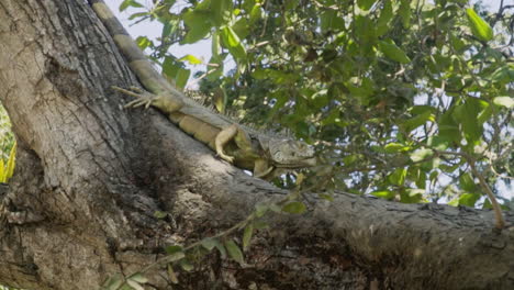 Green-iguana-walks-down-tree-branch-and-stops-to-look-around,-slow-motion