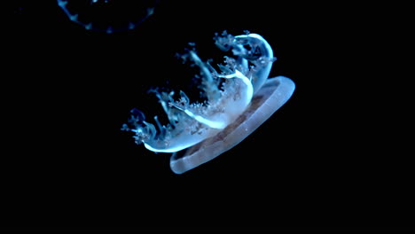 Foto-De-Una-Hermosa-Medusa-Flotando-Con-Gracia-En-La-Oscuridad-En-El-Acuario-Uminomori-En-Sendai,-Japón