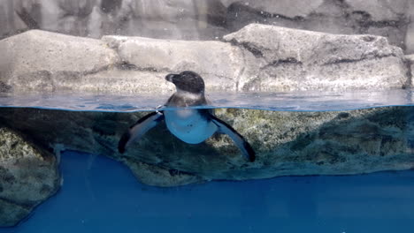 Humboldt-Pinguin-Schwimmt-Im-Wasser-Im-Umino-Mori-Aquarium-In-Sendai,-Japan