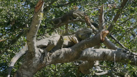 Mexican-Spiny-Tailed-Iguanas-relaxing-in-tree-tops-sun-bathing