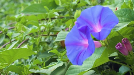 Close-up-of-purple-morning-glory-flower-moving-in-the-wind