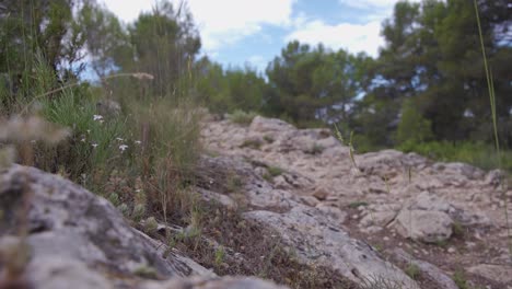 Grass-stalks-and-coniferous-trees-on-rocky-mountainside,Valencia,Spain
