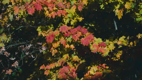 Japanischer-Ahornbaum-Mit-Herbstblättern,-Die-Im-Wind-Im-Wald-Wehen