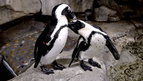Aufnahme-Von-Zwei-Niedlichen-Afrikanischen-Pinguinen,-Die-Sich-Gegenseitig-Pflegen,-Im-Uminomori-Aquarium-In-Sendai,-Japan