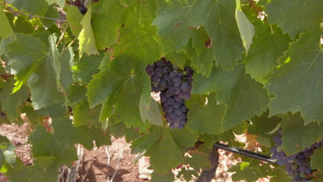 Red-Grapes-On-A-Vine-Among-Lush-Leaves-On-Vineyard-During-Summer