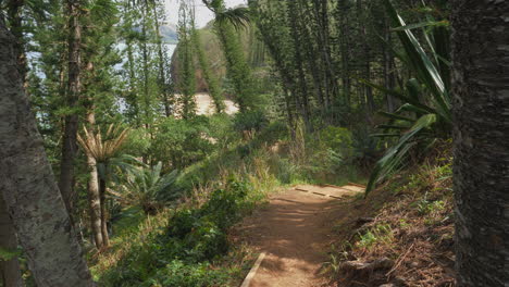 A-hiking-path-through-the-paradisiacal-rain-forest-on-the-tropical-Island-of-Grande-Terre-in-New-Caledonia