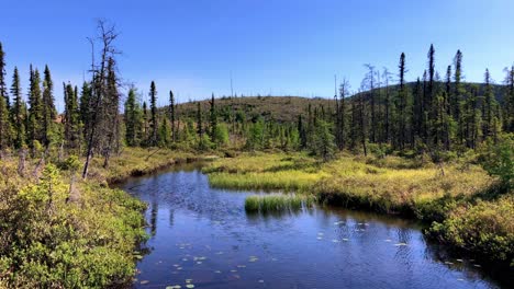 Ruhige-Wasserlandschaft-Mit-Einem-Am-Grasbewachsenen-Ufer-Vorbeifließenden-Fluss-Und-Seerosen