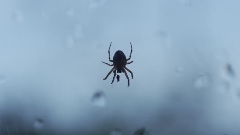 A-Predator-Cross-Orbweaver-Spider-Feeding-In-Slow-Motion,-Macro-Animal-Insect-Shot