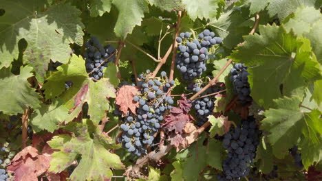 Ripe-Grapes-On-A-Vine-At-Sunny-Day-In-Countryside-Vineyard