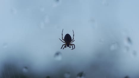Small-Backyard-Spider-Moving-Legs-Slowly-Through-Window-With-Droplets
