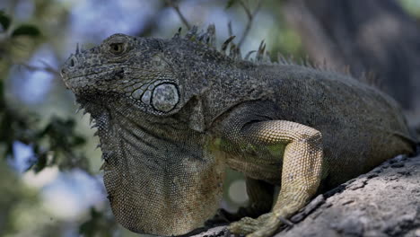 Close-up-panning-around-green-iguana-sitting-on-tree-branch,-slow-motion
