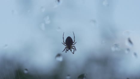 Slow-motion-of-small-spider-upside-down-on-a-window-with-water-droplets
