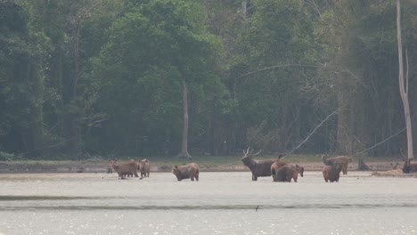 A-stag-seen-in-the-middle-of-the-lake-together-with-the-herd-following-a-female-during-the-afternoon