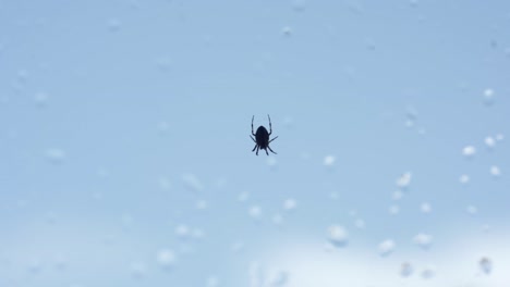Silhouette-Einer-Kleinen-Spinne,-Die-An-Einem-Netz-Hängt,-Regentropfen-Auf-Glasfenster