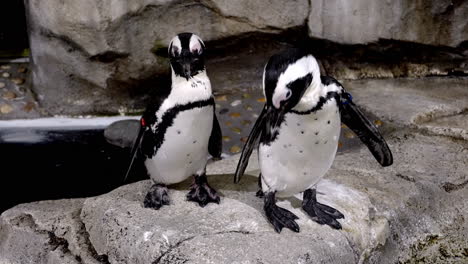 Dos-Pingüinos-Africanos-Parados-En-La-Roca-Dentro-Del-Acuario-Sendai-Umino-mori-En-Japón