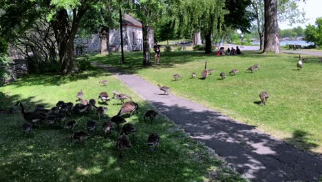 A-flock-of-geese-eating-food-in-a-park-next-to-a-river-as-people-walk-by-and-a-cyclist-rides-past-on-the-bike-path