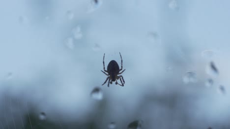 Kleine-Spinne,-Die-Sich-An-Einem-Düsteren-Tag-Langsam-Durch-Ein-Fenster-Bewegt
