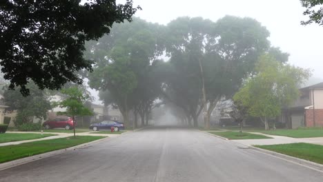 Foggy-morning-tree-tunnel-in-the-morning,-no-person