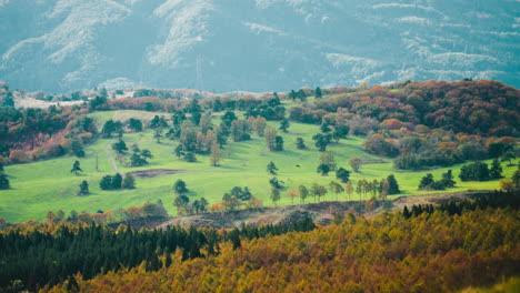 Landschaft-Von-Waldhügeln-Mit-Buntem-üppigem-Laub-Im-Herbst-Auf-Den-Zao-bergen-In-Japan