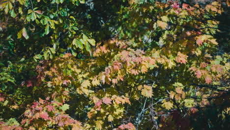 Beautiful-Maple-Tree-Foliage-During-Fall-Season-In-Zao,-Miyagi,-Japan-On-A-Sunny-Day