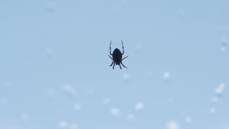 Silhouette-Of-A-Baby-Cross-Orbweaver-Spider-In-A-Backyard,-Canada