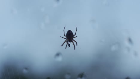 Upside-down-spider-silhouette-walking-towards-trapped-prey-in-web-against-window