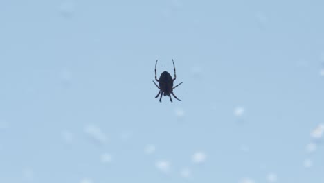 Kleine-Spinne,-Die-Kopfüber-Auf-Einem-Netz-Hängt,-Blauer-Hintergrund