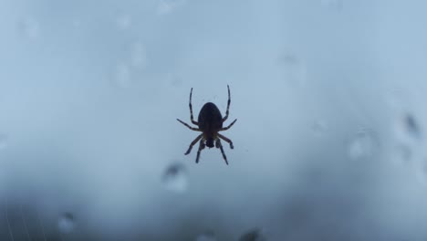 Slow-zoom,-small-spider-moving-upside-down-against-a-window-with-water-droplets