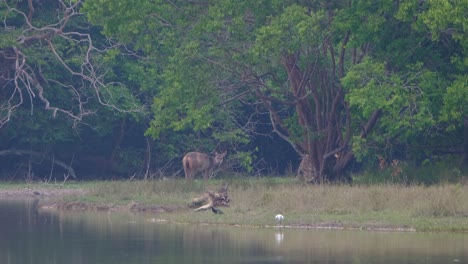 A-Darter-and-an-Egret-foraging-for-food-at-the-edge-of-the-lake-while-Sambar-Deers,-Rusa-unicolor,-are-cleaning-up-themselves-at-the-background,-Phu-Khiao-Wildlife-Sanctuary,-Thailand
