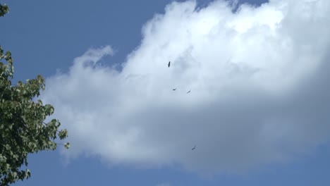 A-slow-motion-shot-of-multiple-Red-Tailed-Hawks-as-they-ride-thermals,-coasting-against-a-cloudy-blue-sky-in-a-wide-angle-shot