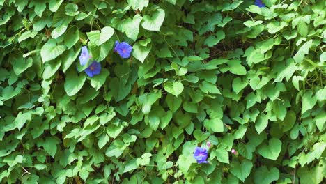 Blick-Auf-Ackerwinde-Mit-Einigen-Violetten-Windenblumen