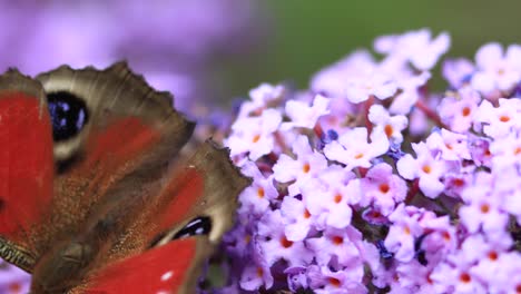 Steady-closeup-macro-view-of-vibrant-colorful-European-peacock-butterfly-feeding-and-strolling-on-a-flower-gently-rocking-in-the-wind-against-a-green-natural-foliage-out-of-focus-in-background